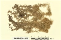 藏品(泥炭苔屬)的圖片